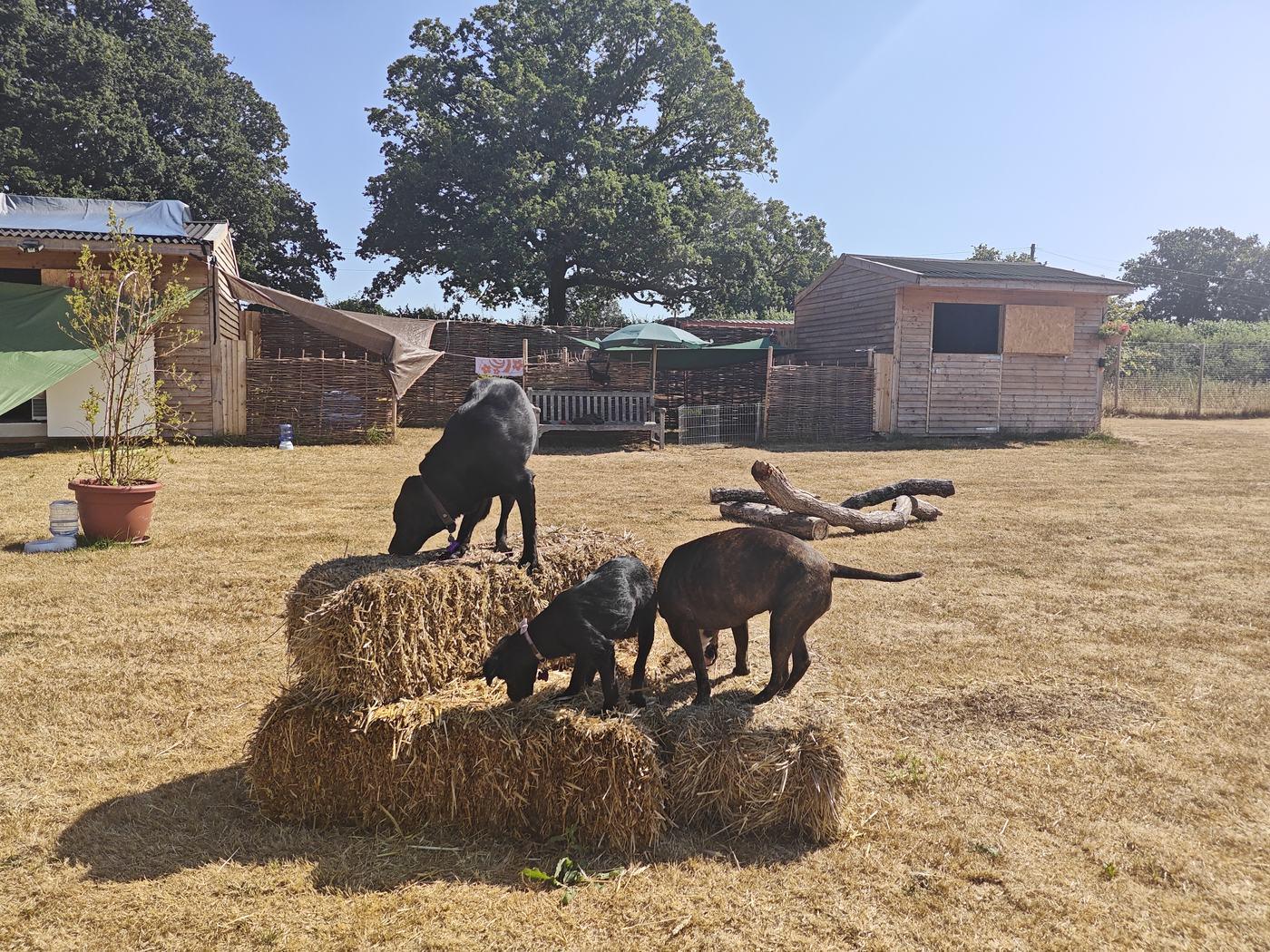 Dogs playing around straw bales in the enclosed field at Pup Paradise Dog Day Care in the Chiltern countryside near Berkhamsted