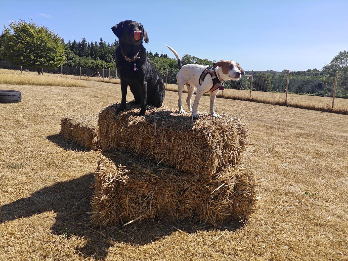 A black Labrador and a hound relaxing on straw bales in the open field at Pup Paradise Dog Day Care near Berkhamsted