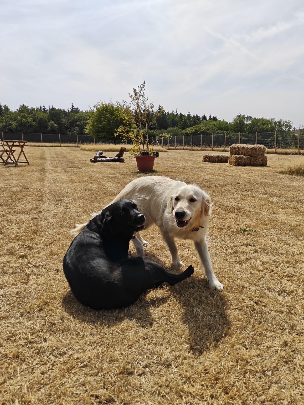 A black Labrador and golden retriever playing in the securely fenced one-acre field at Pup Paradise Dog Day Care near Berkhamsted