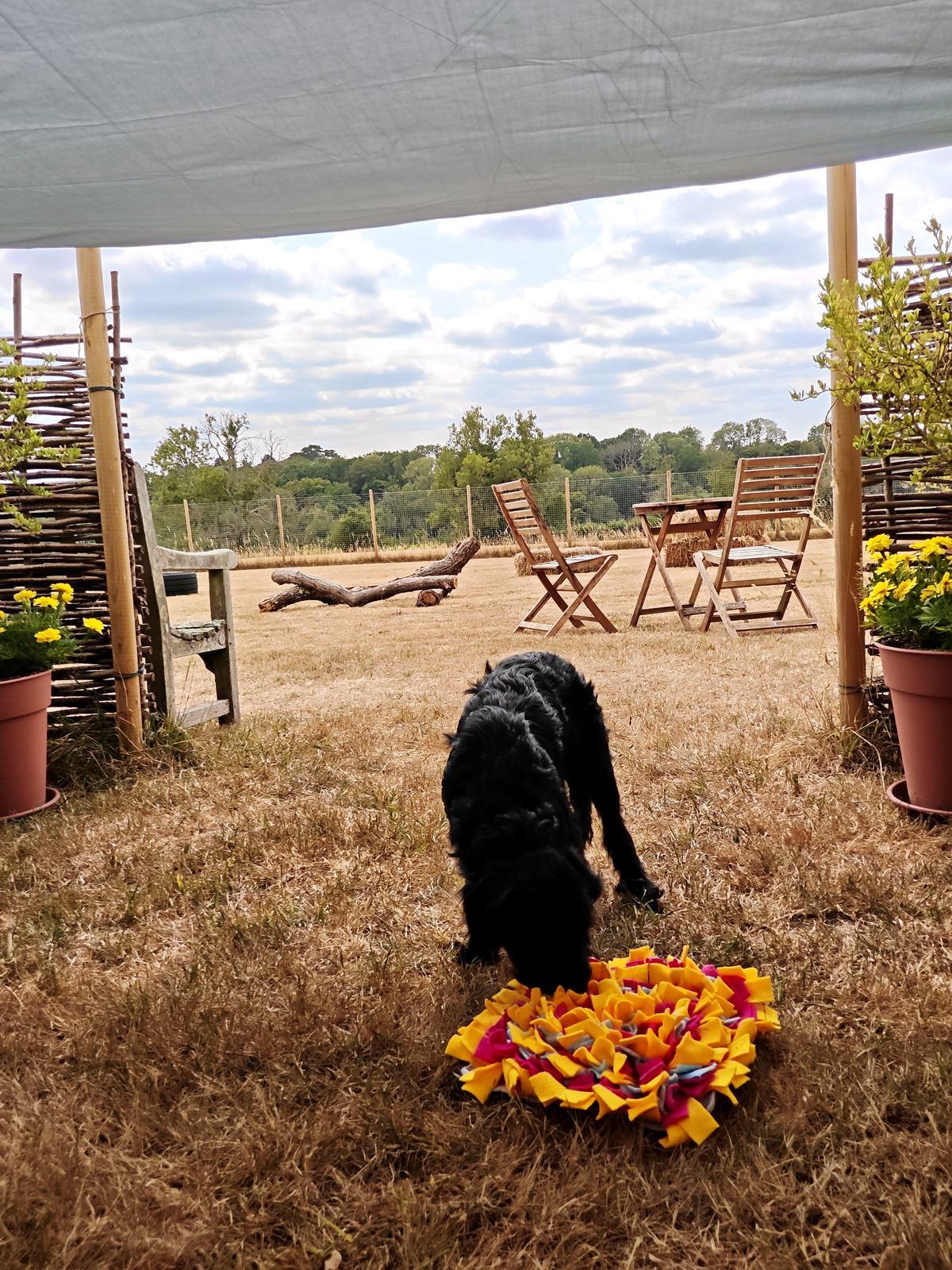 A dog using a snuffle mat for scent enrichment under the shade sail at Pup Paradise Dog Day Care near Berkhamsted