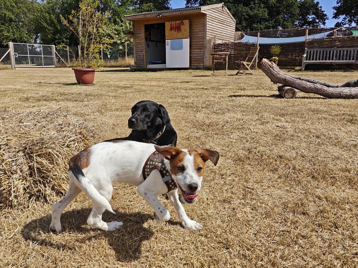 A Labrador and a puppy by the entrance gate and cabin at Pup Paradise Dog Day Care, the calm van-free drop-off near Berkhamsted